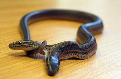 two headed snake