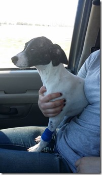 Sarah coming home