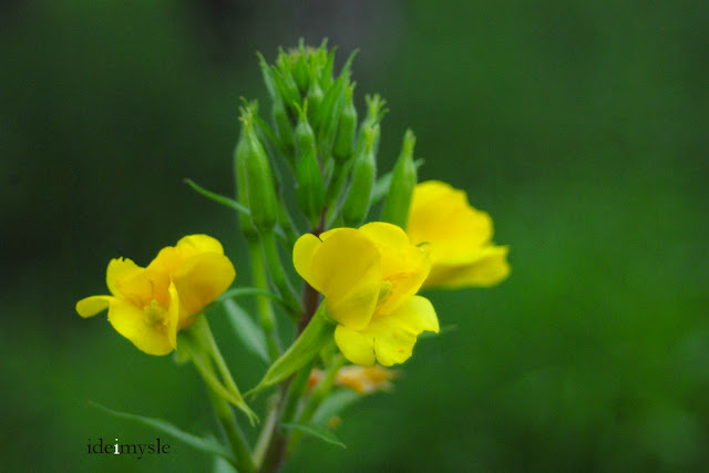 oenothera biennis, jadalne kwiaty, rośliny łąkowe, common evening-primrose