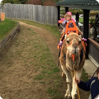 Camel Ride at the Creation Museum