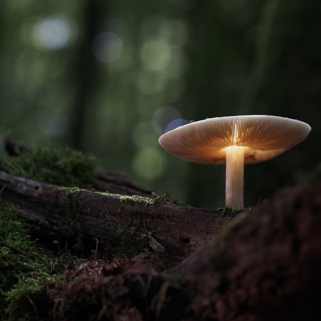 Mushroom Nature Wallpaper