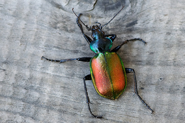 Calosoma sycophanta the Forest Caterpillar Hunter