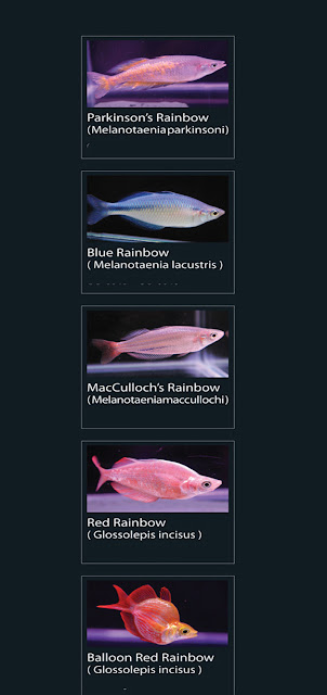 Nama Latin melanotaenia  parkinsoni  7. blue rainbow   Nama Latin melanotaenia  lacustris  8. red rainbow  Nama Latin glossolepis inciseus  9. Baloon red rainbow Nama Latin glossolepis incisus