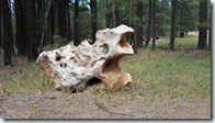 Rock