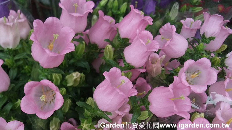 園藝達人栽培術 迎風搖曳 風鈴草 園藝部落格 Igarden 花寶愛花園園藝文摘plus