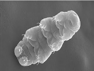 Electron micrograph scan of tardigrade