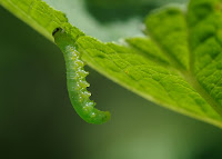 makrofotografia