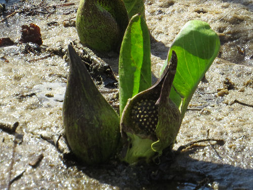 skunk cabbage