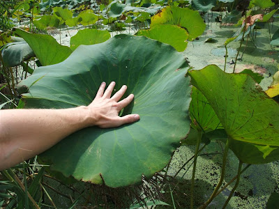 lotus leaf size