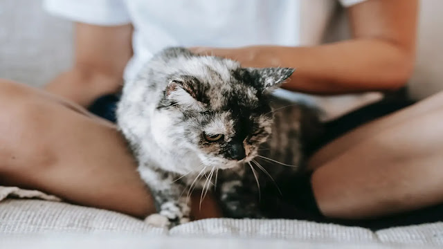 Cat Petting