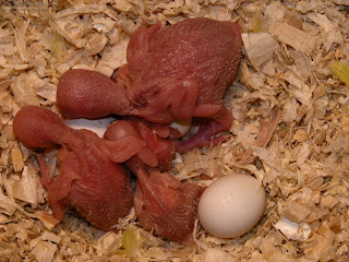 Three baby budgies