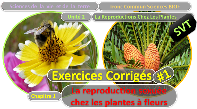 Télécharger | Exercices Corrigés | Tronc commun  Sciences  > Reproduction sexuée chez les plantes à fleurs  (TCS Biof)  SVT  #1