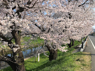 Cherry blossoms bloom again for Japanese aspiring to the next spring freed from coronavirus.