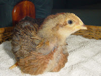 Welsummer pullet comb 3.5 weeks