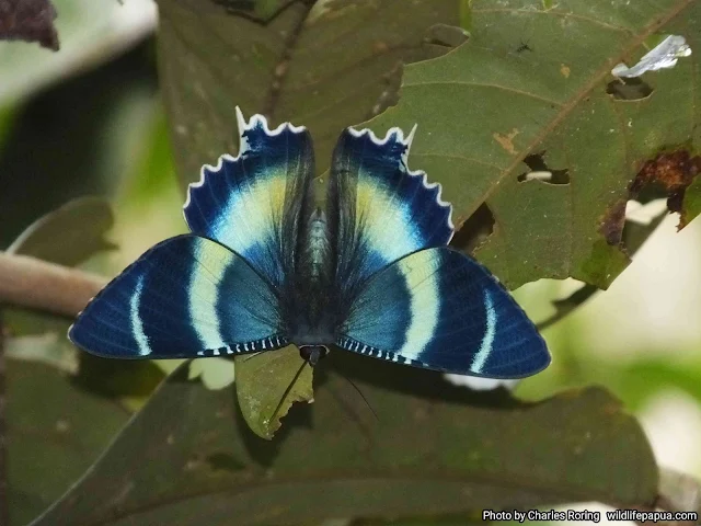 Swallowtail moth in Klasow valley