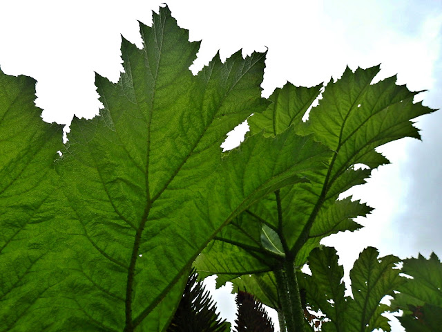 Gunnera plant leaves