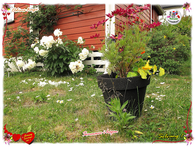 Regnværet i Oslo har gjort godt for plena og plantene i Odins hage i Solvang kolonihager på Sogn i Bydel Nordre Aker i Oslo.