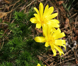 এডোনিস ভারন্যালিস Adonis Vernalis [ Adon - এডোন ]