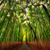Keindahan Taman Bambu "Arashiyama" di Kyoto Jepang