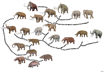 Blog de la Vida Prehistórica: Evolución biológica