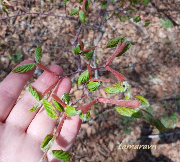 Клён ложнозибольдов (Acer pseudosieboldianum)