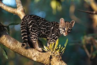 Wild Cat wallpaper