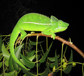 Berbagi Ilmu Beberapa Jenis Spesies Dari Kelas Reptil 