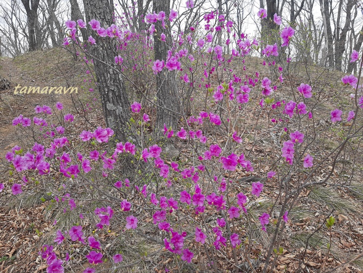 Рододендрон остроконечный (Rhododendron mucronulatum)