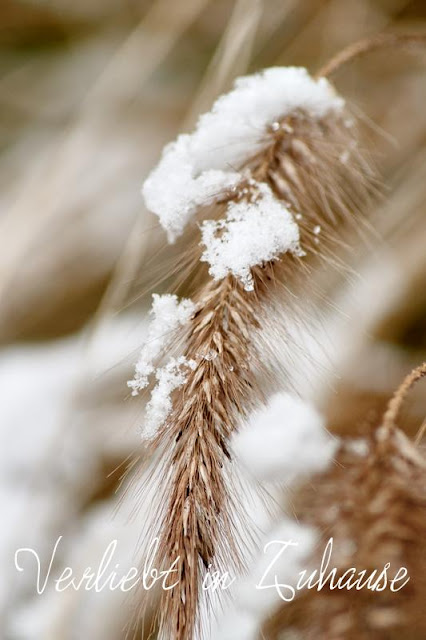 Makrofoto Pampasgras mit Schnee