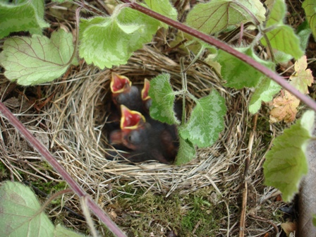 Baby Bird Nest