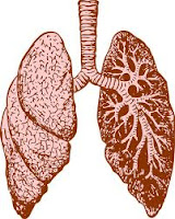 lungs