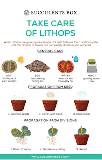 Take Care of Lithops