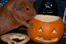 Halloween Guinea pig eating pumpkin