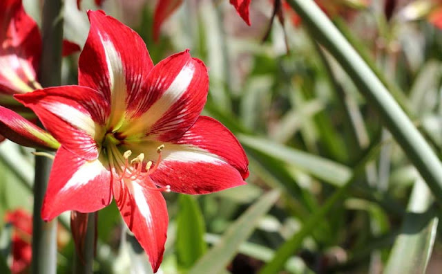 Amaryllis Flowers Pictures