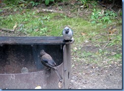 7266 Restoule Provincial Park - blue jay in our campsite