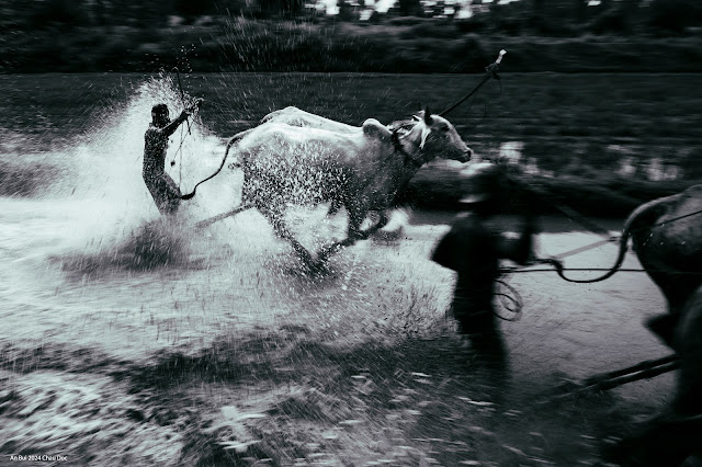 Cow racing in Mekong Delta