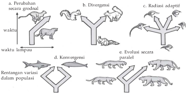 Evolusi konvergen dan divergen