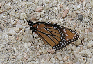 Danaus gilippus, Queen