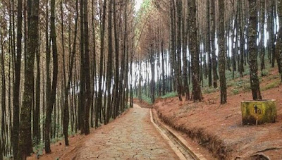 8 Objek Wisata Hutan Pinus Di Jawa Tengah Dan Jawa Timur