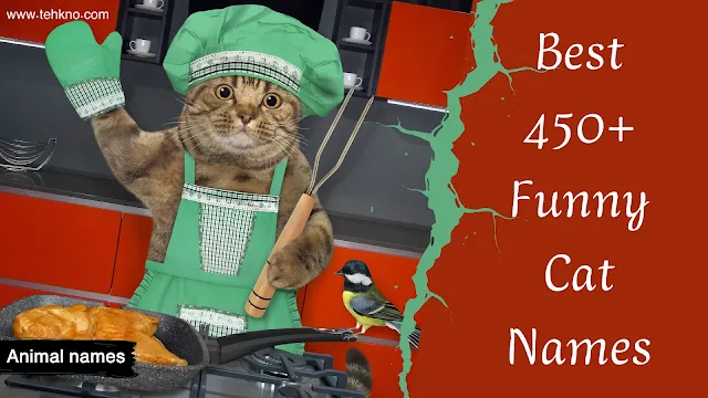 Best 450+ Funny Cat Names That'll Make You Purr with Laughter