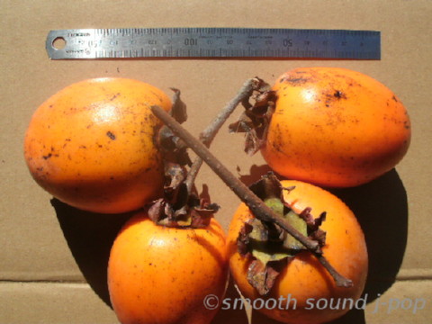 Persimmon fruits size