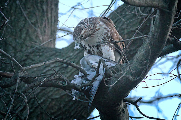 A young red-tail plucks a pigeon.