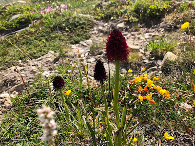 [Orchidaceae] Nigritella nigra rhellicani  - Vanilla Orchid (Moretta, Vaniglia d’Alpe).