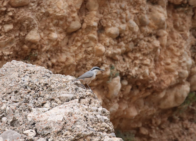 eastern rock nuthatch