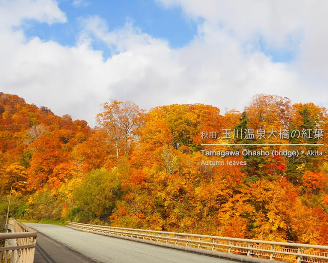 玉川温泉大橋から見る紅葉