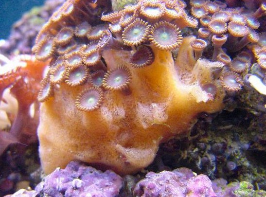 Filum Porifera  dan CIri  Cirinya belajar yukk