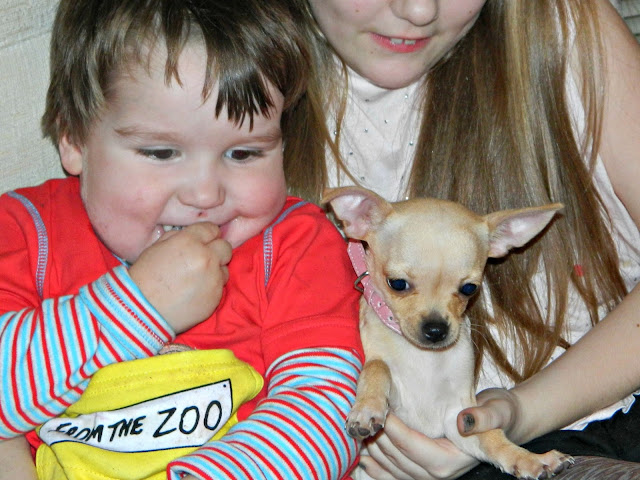 Small Boy Toddler Chihuahua Puppy