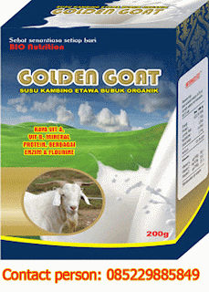 Susu kambing etawa golden goat