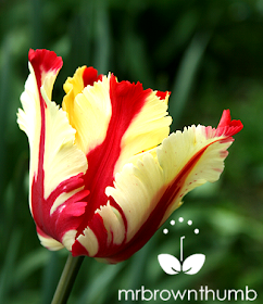 Tulip 