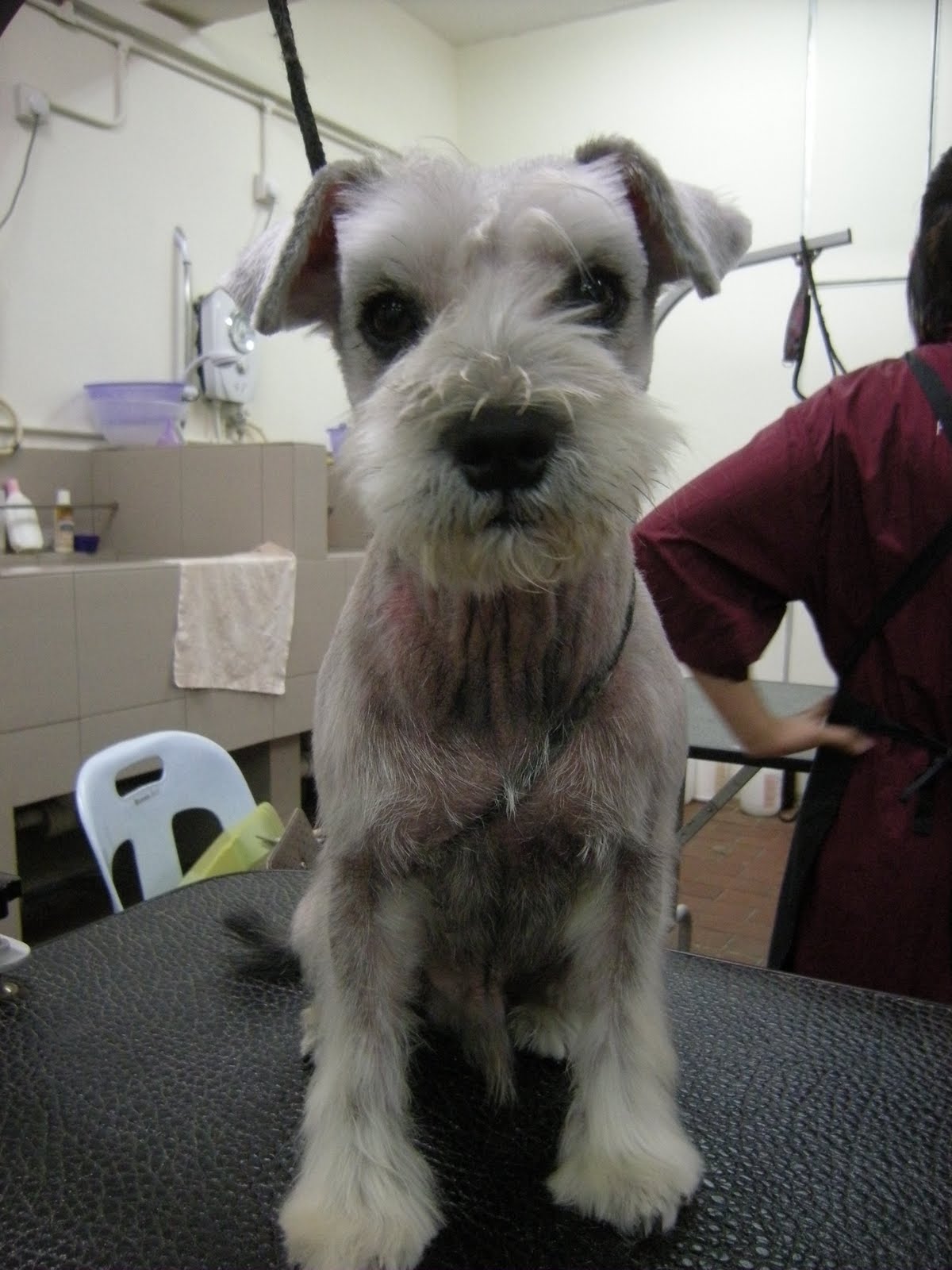 我的宠物美容日记 今天学schnauzer Cut 剃剪